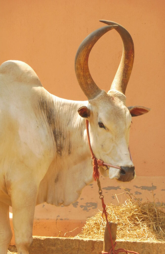 03 – Portrait de zébu – Inde, Marie-Claire