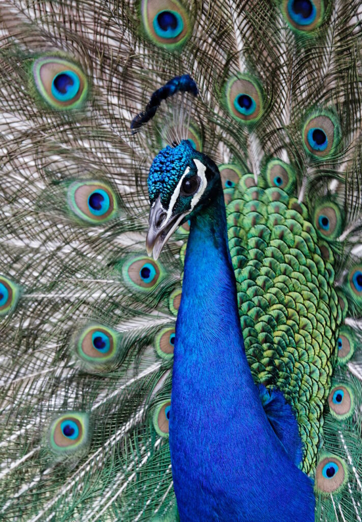 07 – Paon du Jardin Massey – Tarbes, Marie-France