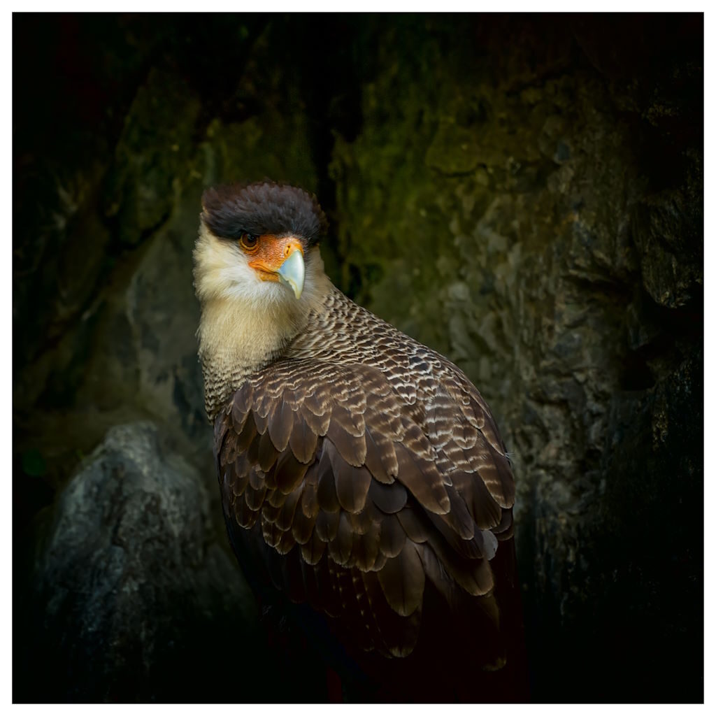 19 – Caracara – Denis