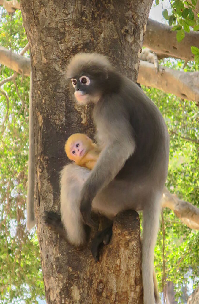 43 – Singes – Thaïlande, Bonte Thierry